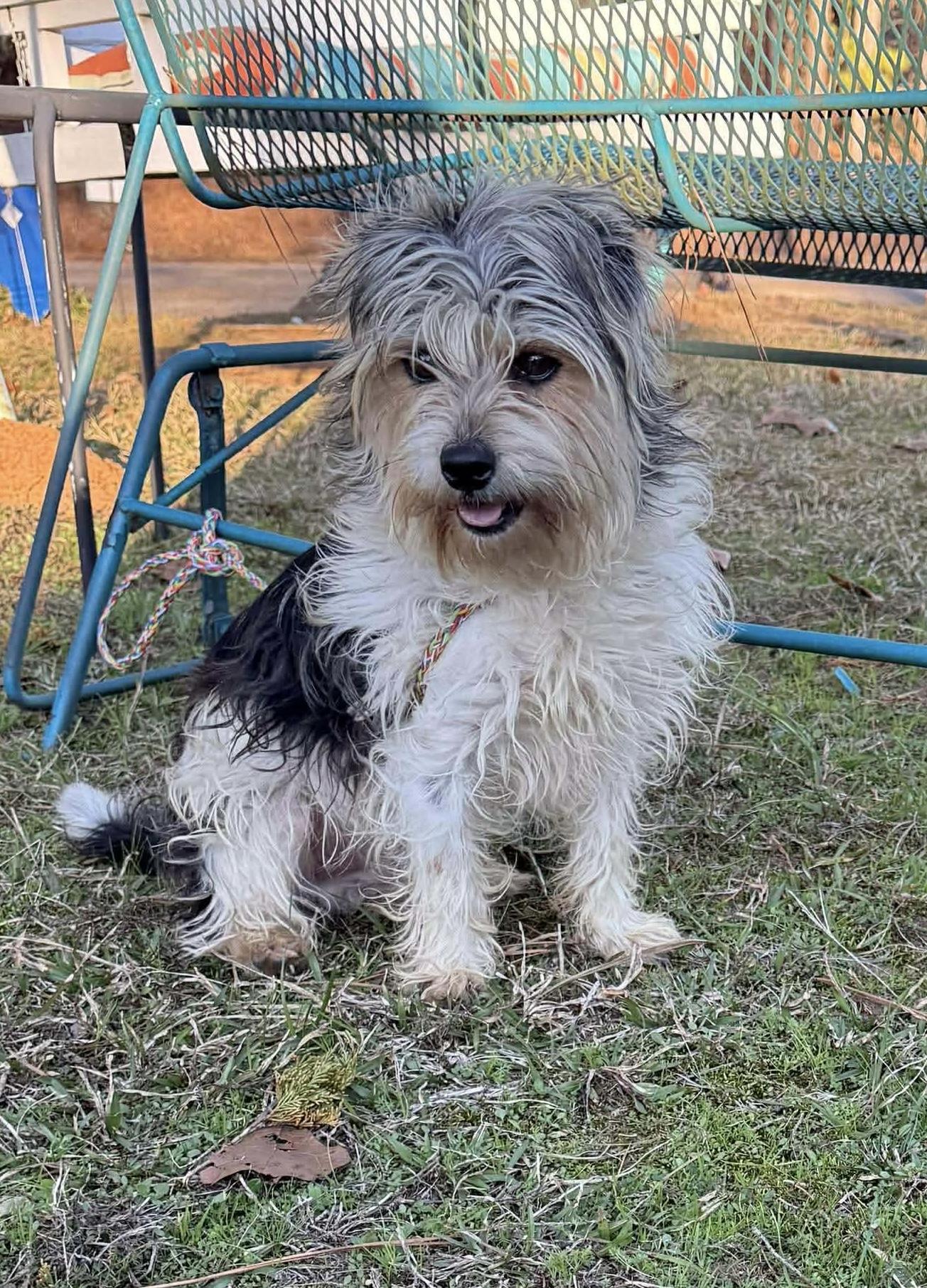 Enlarge Henry Chase , an adopted mixed breed in Chelmsford, MA image 5/5