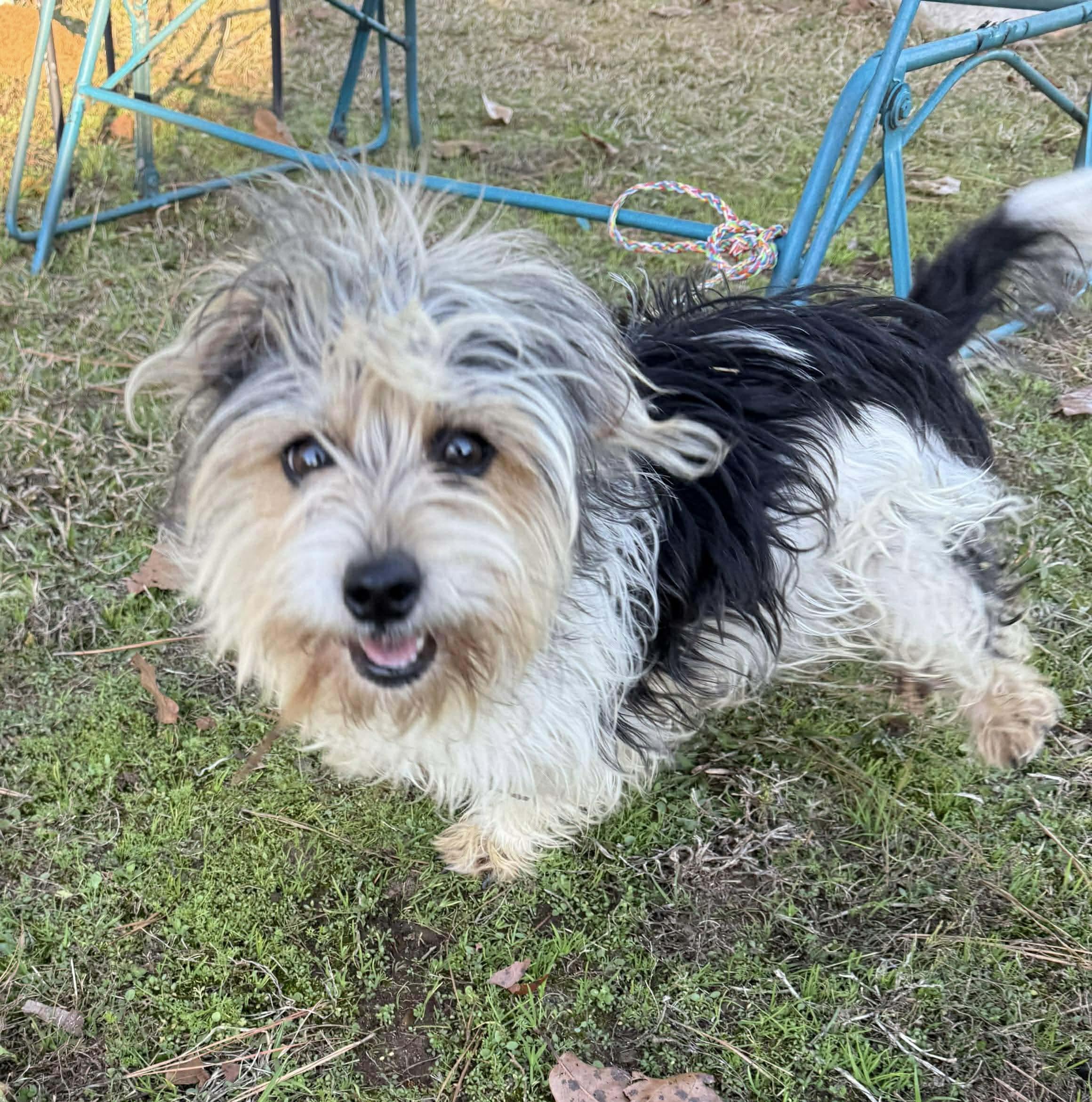 Enlarge Henry Chase , an adopted mixed breed in Chelmsford, MA image 4/5