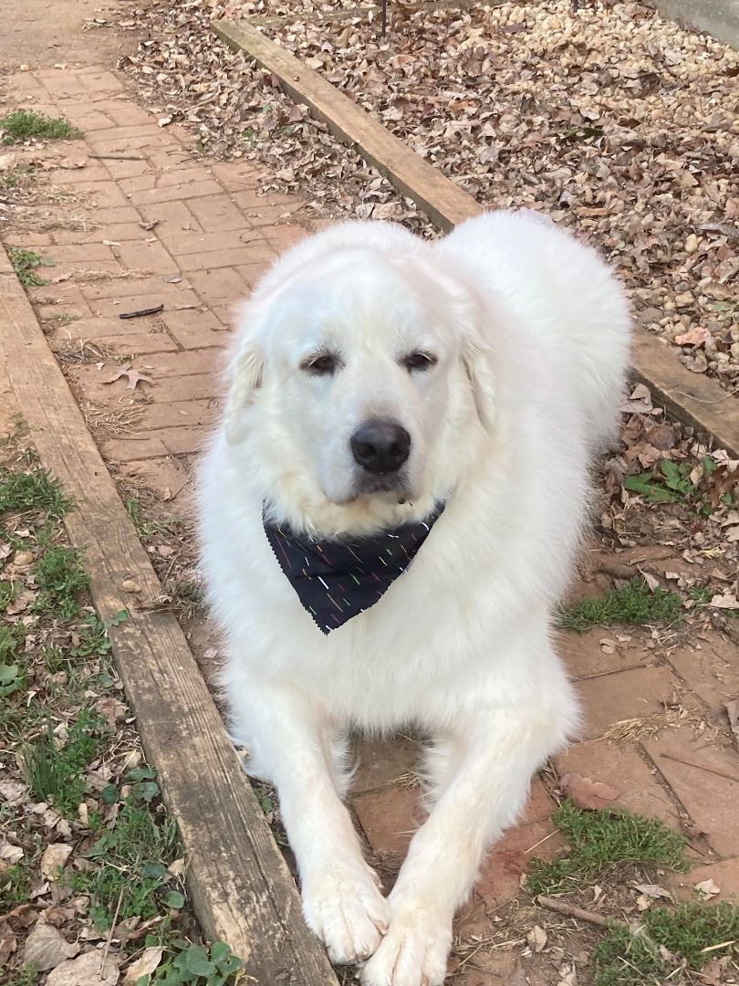 Tundra - Sweet Boy- Waiting for 4 Years!, Adoptable, Adult Male Great Pyrenees.
