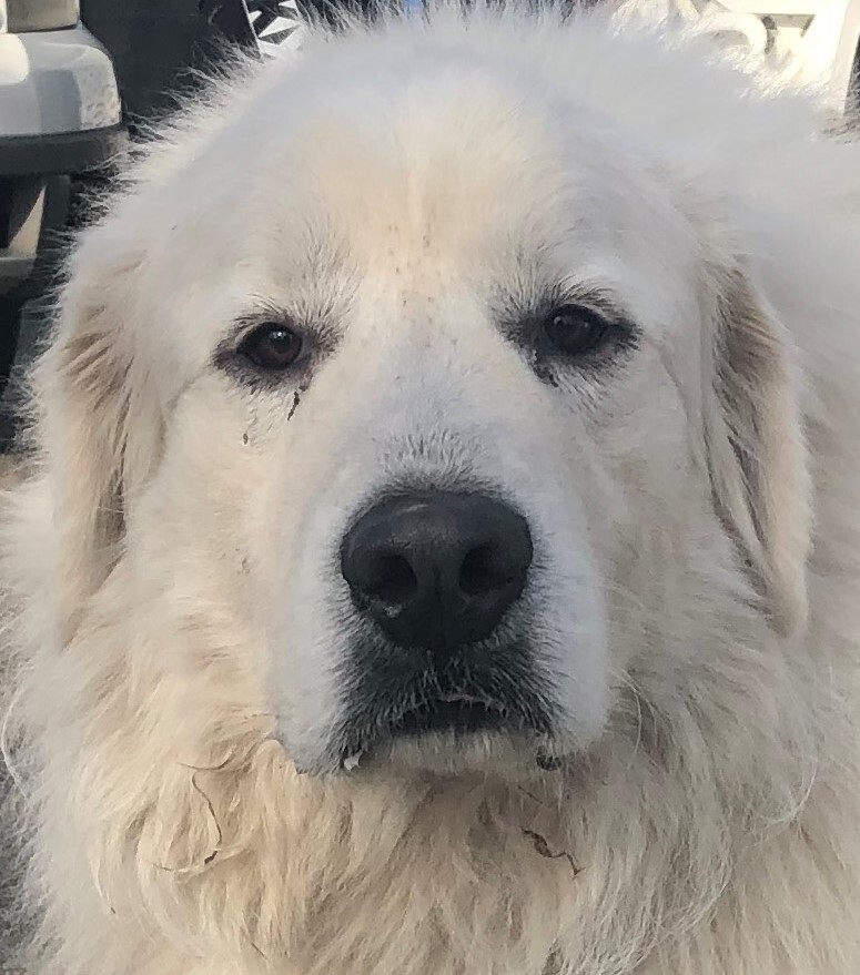 Tundra - Sweet Boy- Waiting for 4 Years!, a Adoptable Great Pyrenees in Indianapolis, IN image 3/12