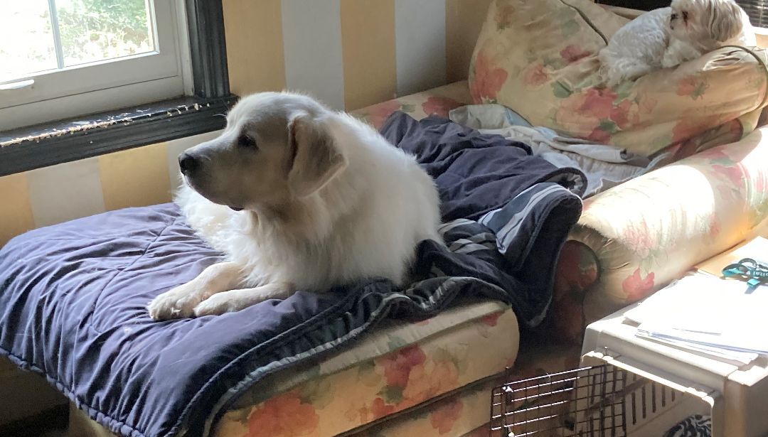 Tundra - Sweet Boy- Waiting for 4 Years!, a Adoptable Great Pyrenees in Indianapolis, IN image 4/12