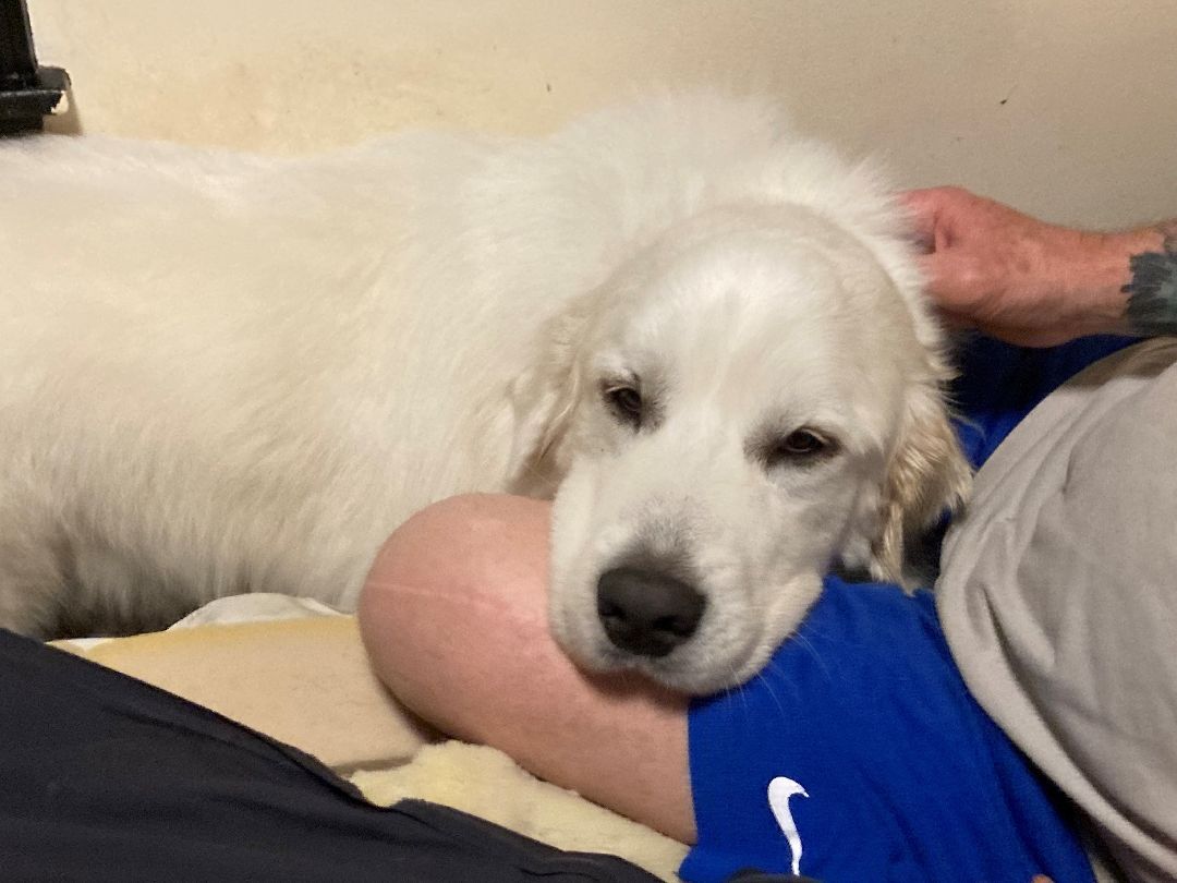 Tundra - Sweet Boy- Waiting for 4 Years!, a Adoptable Great Pyrenees in Indianapolis, IN image 5/12