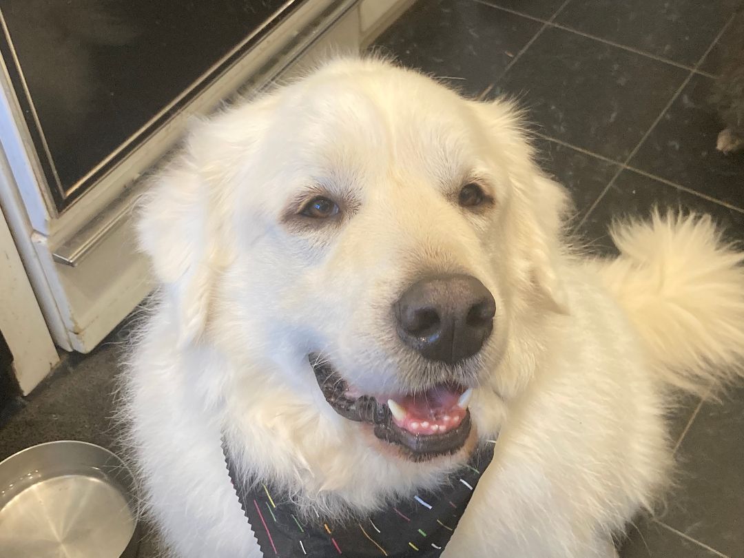 Tundra - Sweet Boy- Waiting for 4 Years!, a Adoptable Great Pyrenees in Indianapolis, IN image 6/12