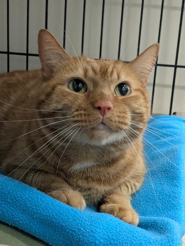 Skeletor, Adoptable, Senior Male Domestic Short Hair.