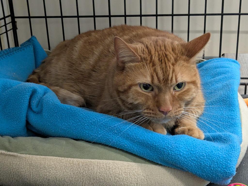 Enlarge Skeletor, a Adoptable mixed breed in Meriden, CT image 2/6