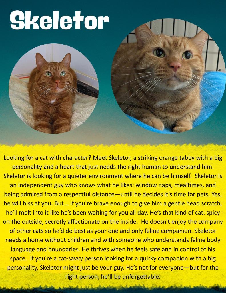 Enlarge Skeletor, a Adoptable mixed breed in Meriden, CT image 3/6