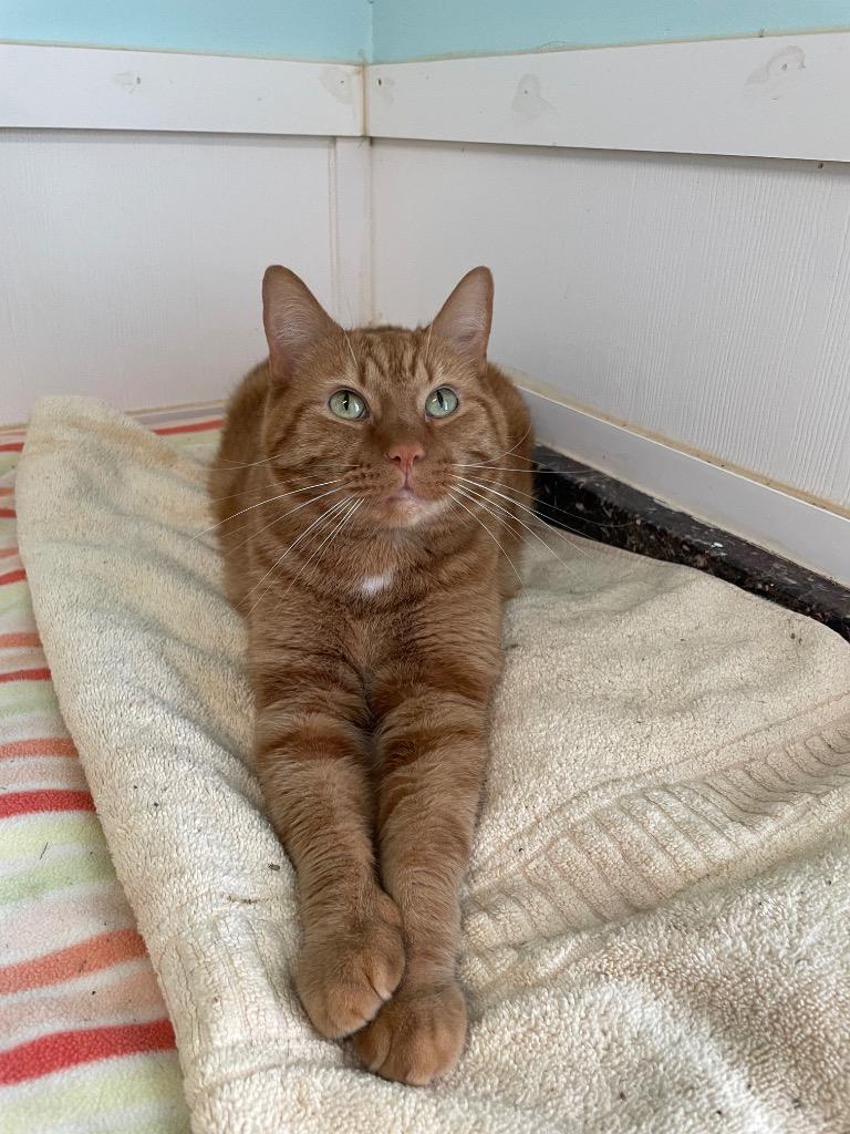 Enlarge Skeletor, a Adoptable mixed breed in Meriden, CT image 4/6