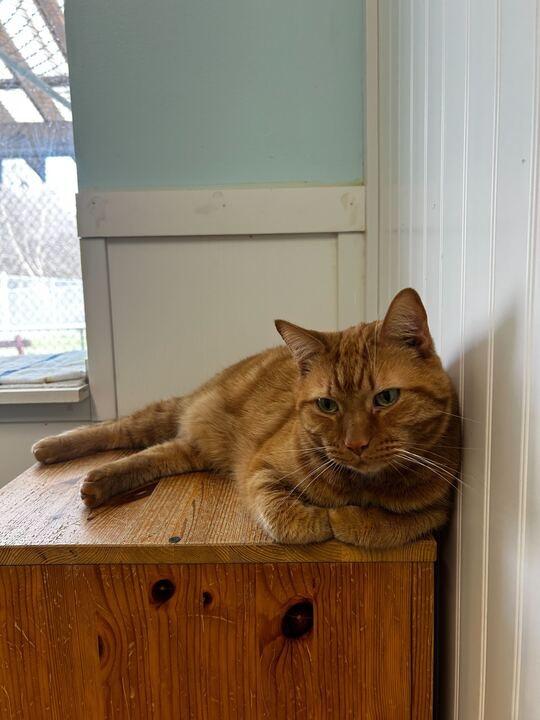 Enlarge Skeletor, a Adoptable mixed breed in Meriden, CT image 5/6