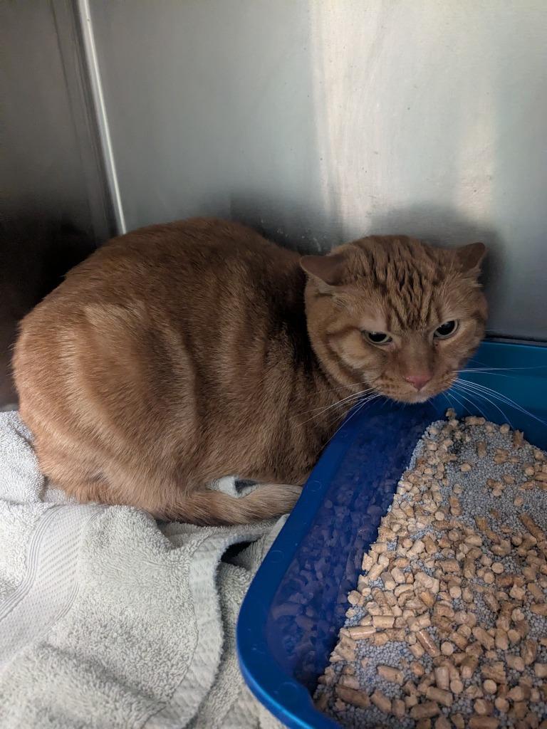 Enlarge Skeletor, a Adoptable mixed breed in Meriden, CT image 6/6