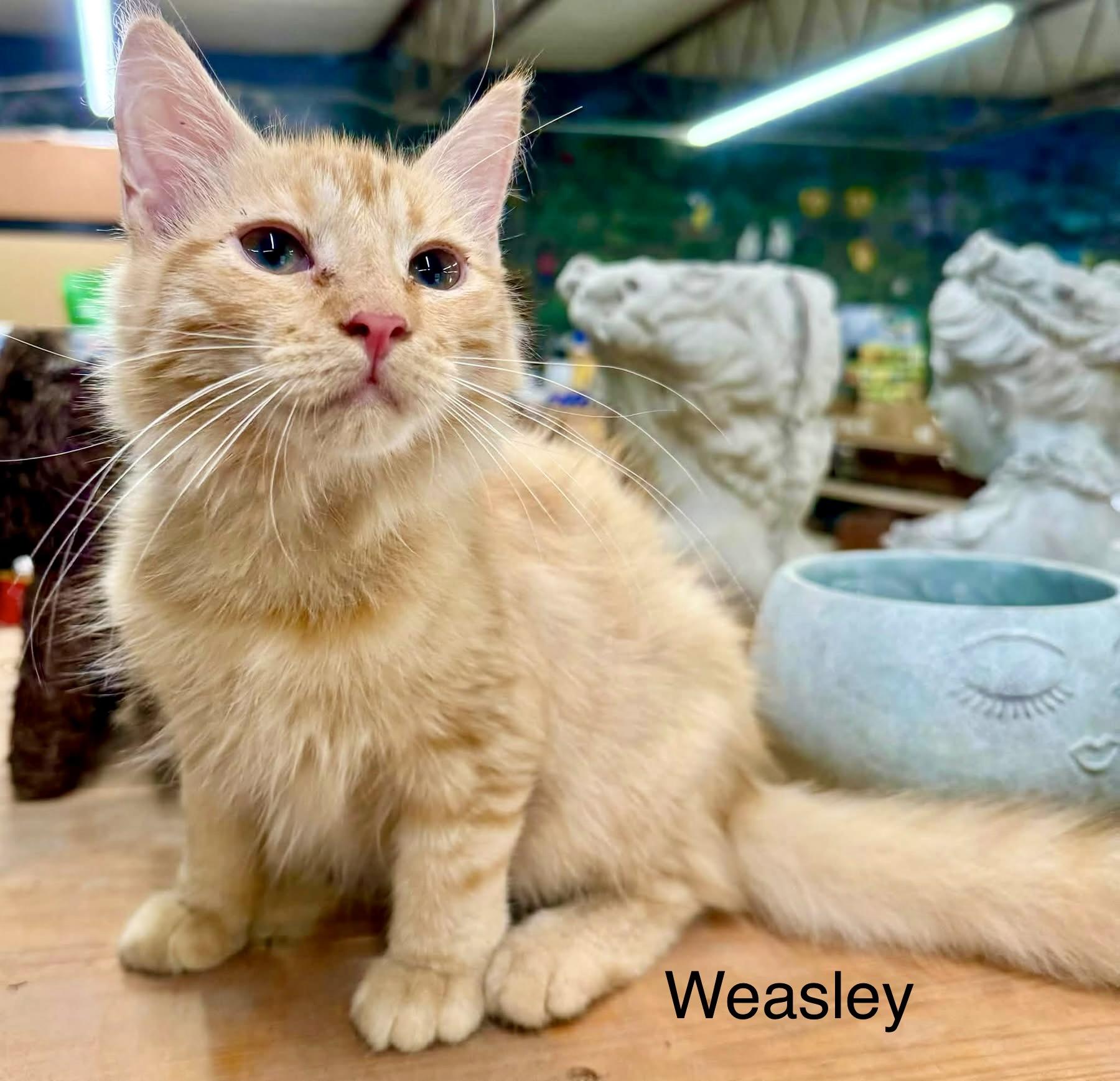 Enlarge Weasley MH Kitten, a Adopted Domestic Medium Hair in Jackson, GA image 1/4