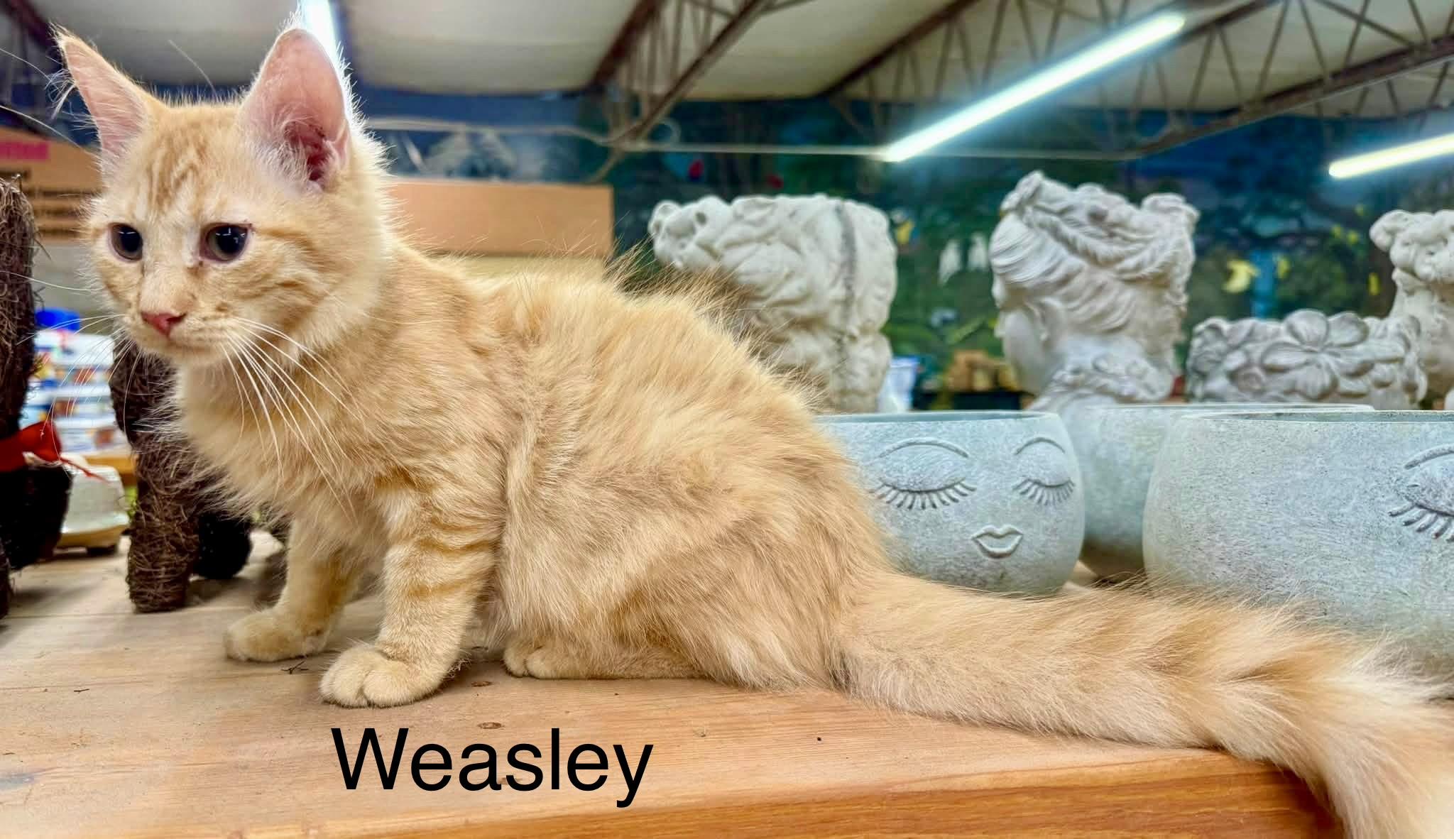 Enlarge Weasley MH Kitten, a Adopted Domestic Medium Hair in Jackson, GA image 2/4