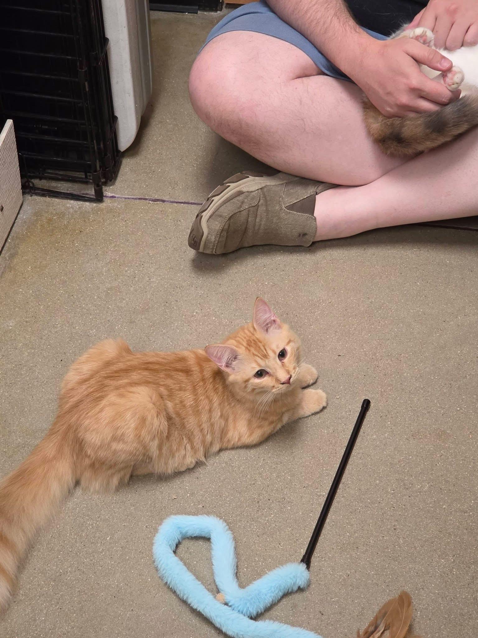 Enlarge Weasley MH Kitten, a Adopted Domestic Medium Hair in Jackson, GA image 3/4