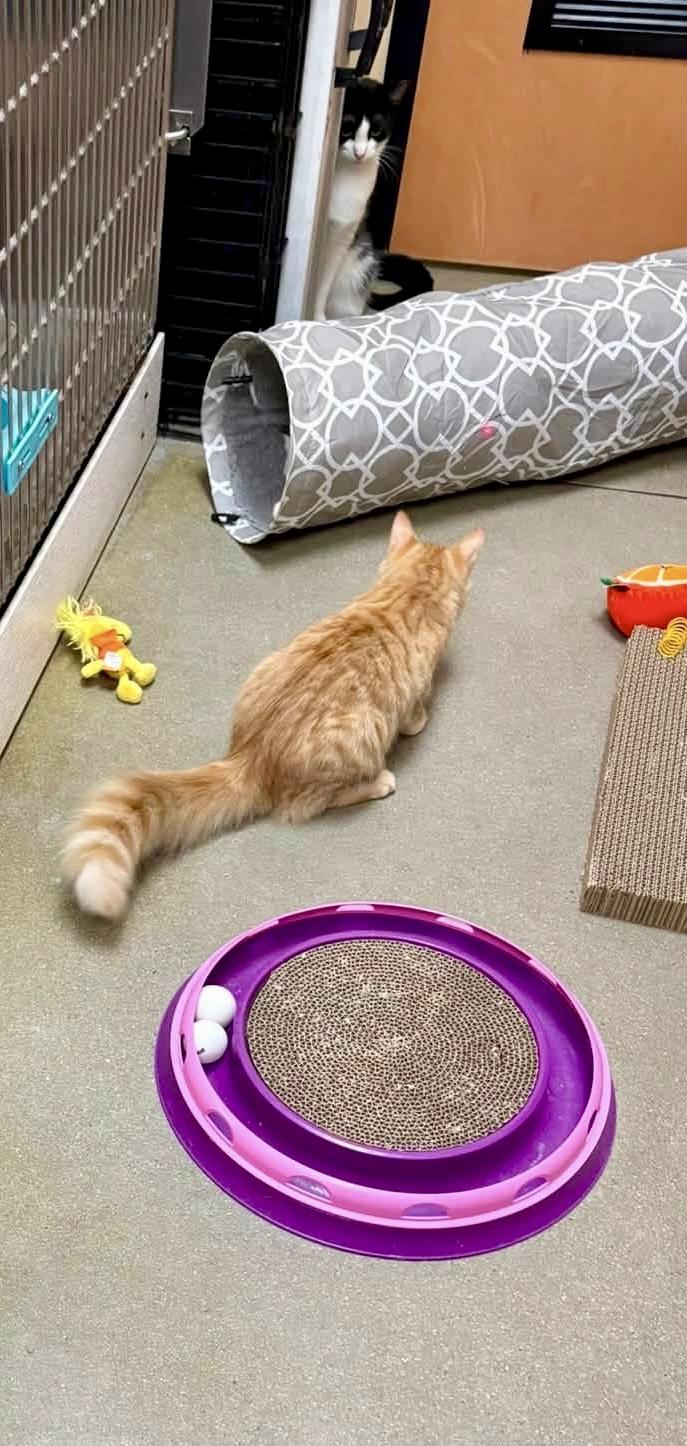 Enlarge Weasley MH Kitten, a Adopted Domestic Medium Hair in Jackson, GA image 4/4