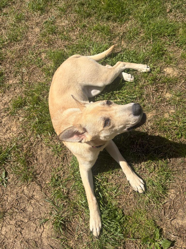 Belle, Adoptable, Puppy Female German Shepherd Dog & Mixed Breed.