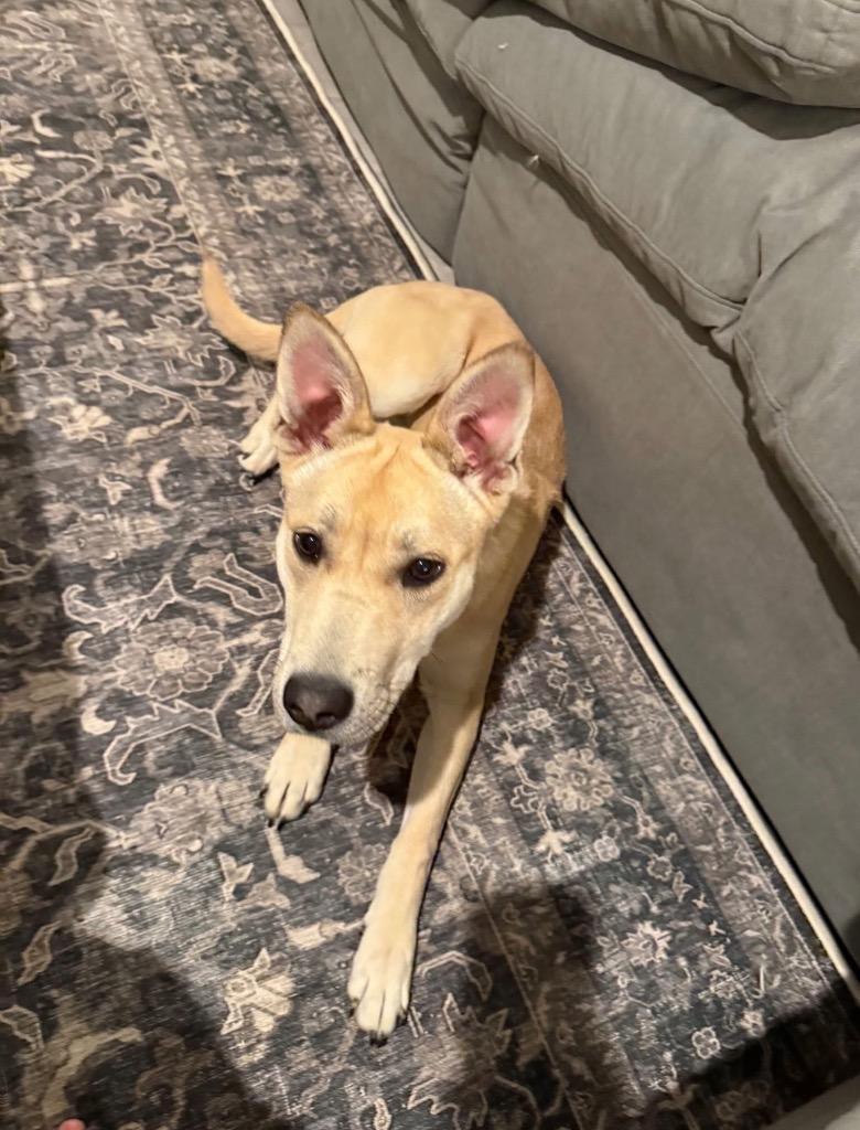 Enlarge Belle, a Adoptable mixed breed in Gallatin, TN image 2/3