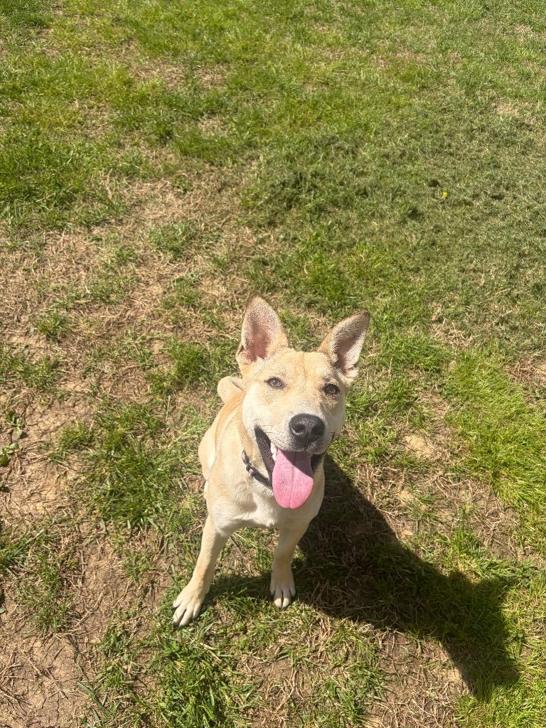 Enlarge Belle, a Adoptable mixed breed in Gallatin, TN image 3/3