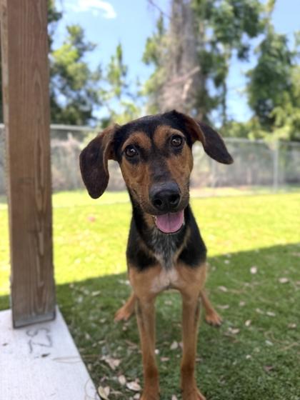 Enlarge Ella May - 2, a Adoptable mixed breed in Daytona Beach, FL image 1/1
