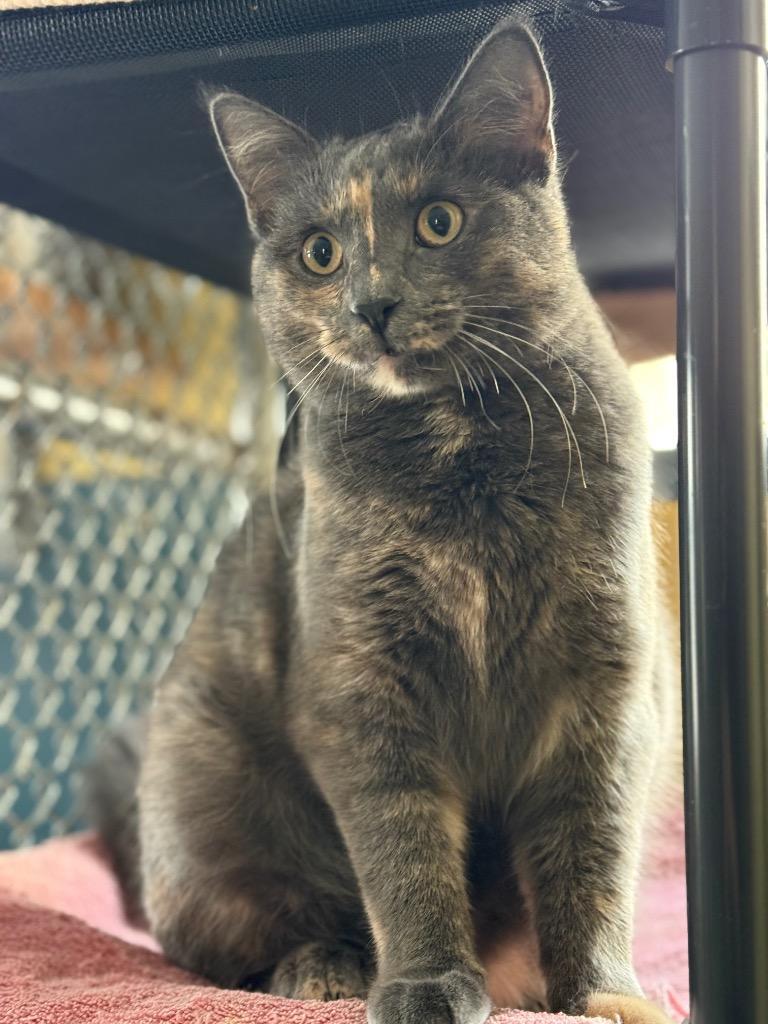 Enlarge Orchid, a Adoptable mixed breed in Syracuse, IN image 1/5