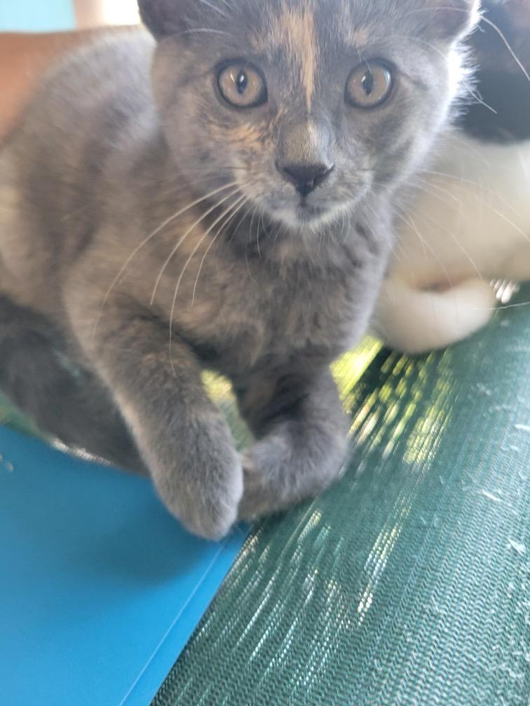 Orchid, Adoptable, Young Female Domestic Short Hair.