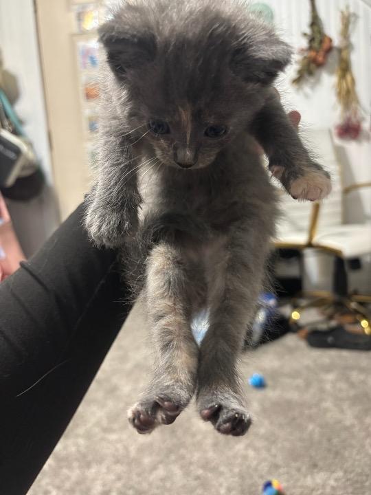 Enlarge Orchid, a Adoptable mixed breed in Syracuse, IN image 2/3