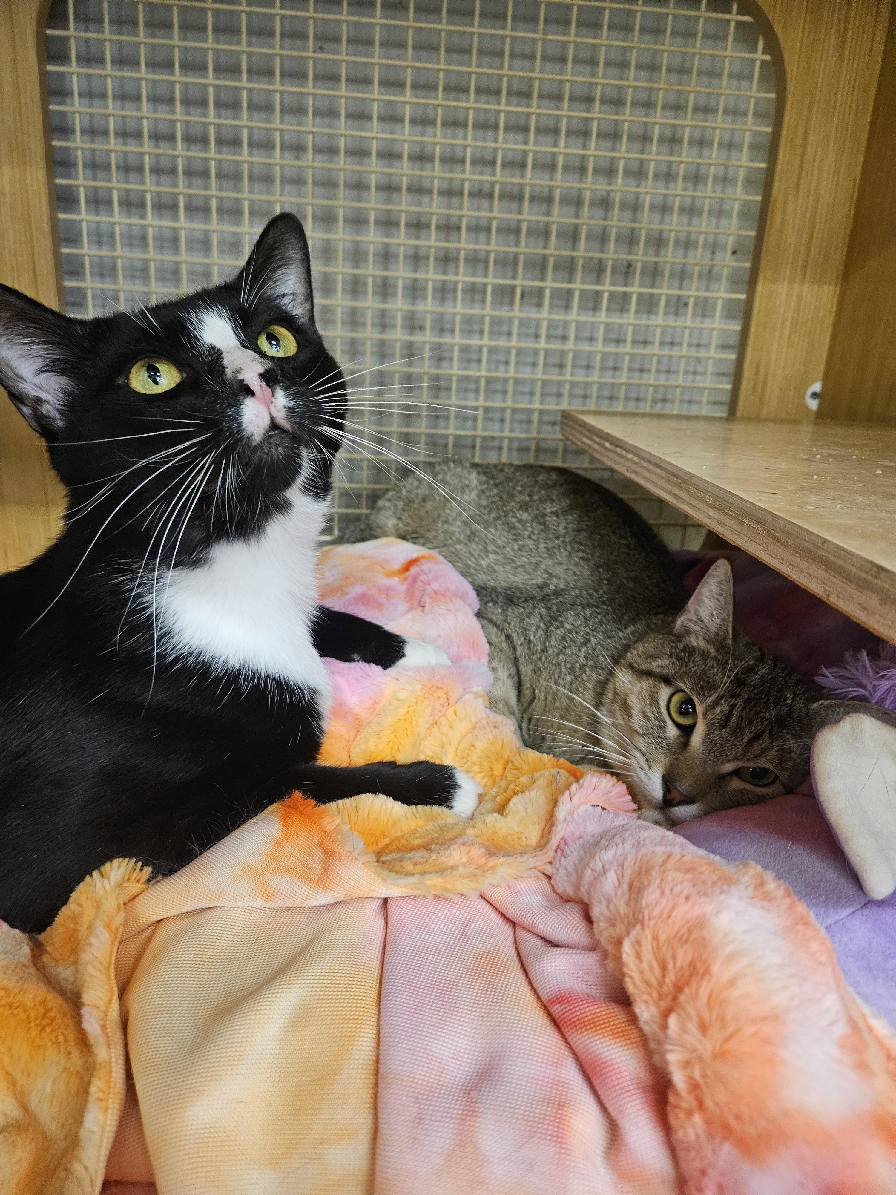 Enlarge Bowser Baller, a ADOPTABLE Tuxedo in Phoenix, AZ image 4/6