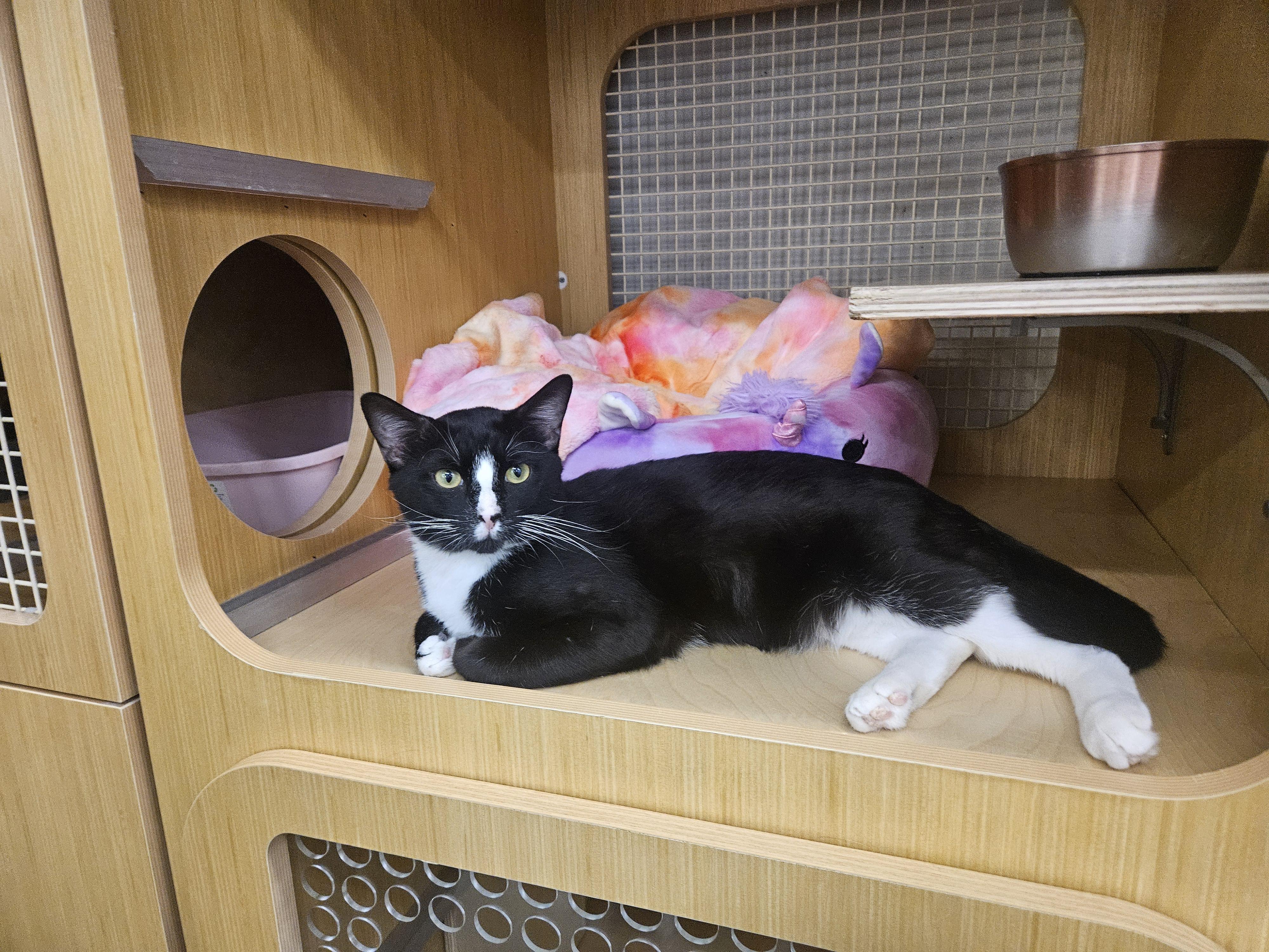 Enlarge Bowser Baller, a ADOPTABLE Tuxedo in Phoenix, AZ image 2/6
