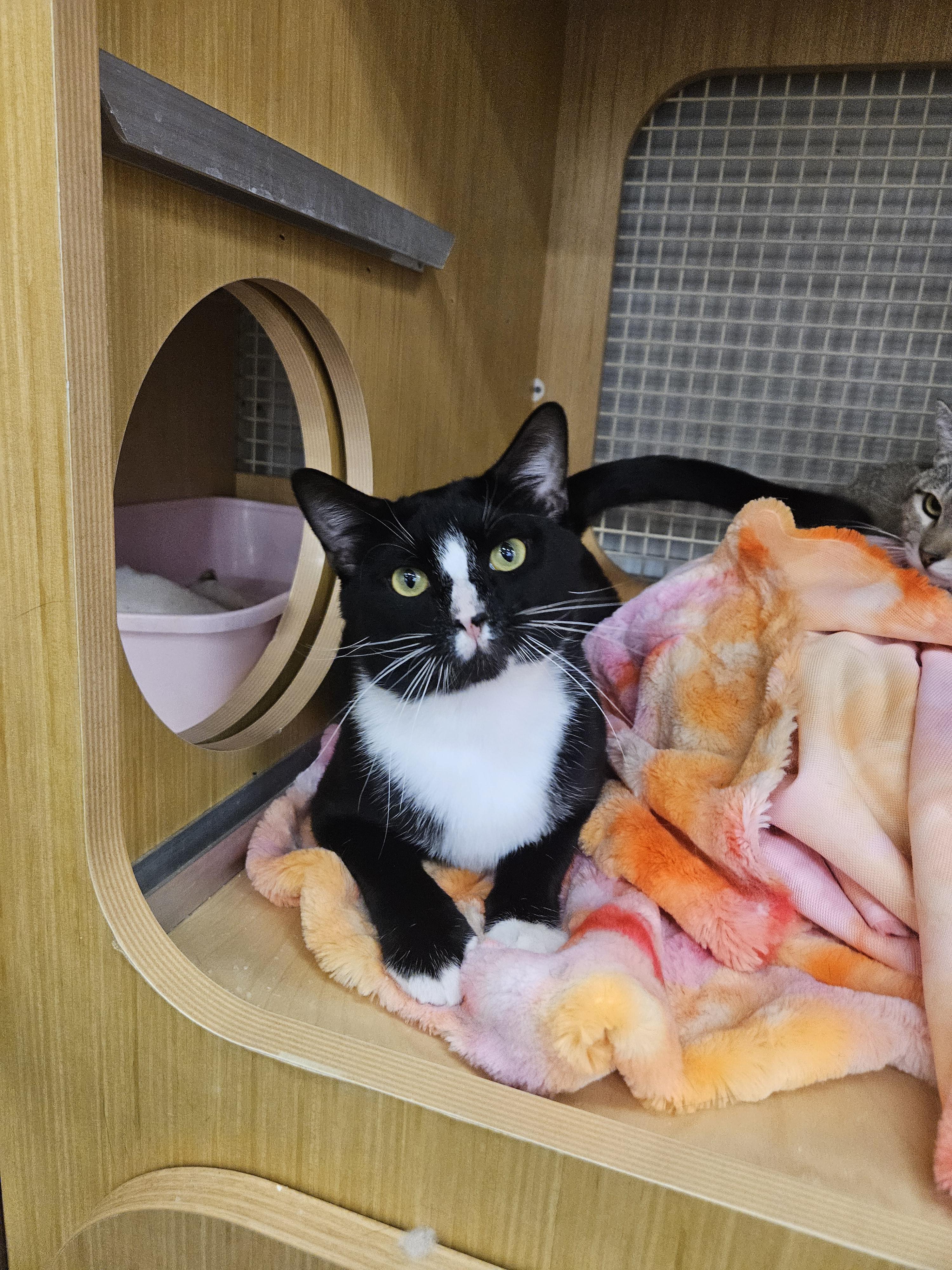 Enlarge Bowser Baller, a ADOPTABLE Tuxedo in Phoenix, AZ image 5/6