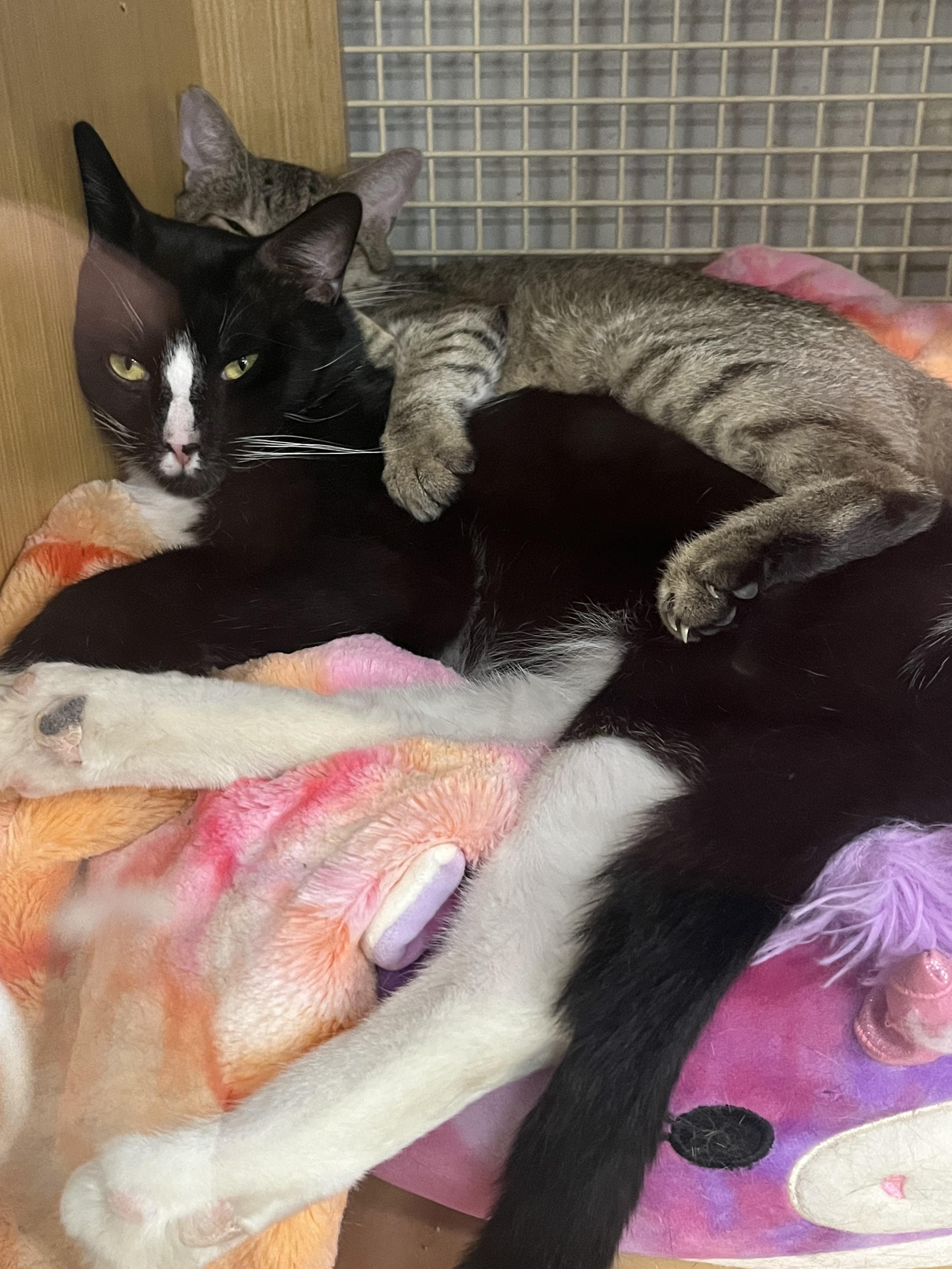 Enlarge Bowser Baller, a ADOPTABLE Tuxedo in Phoenix, AZ image 6/6