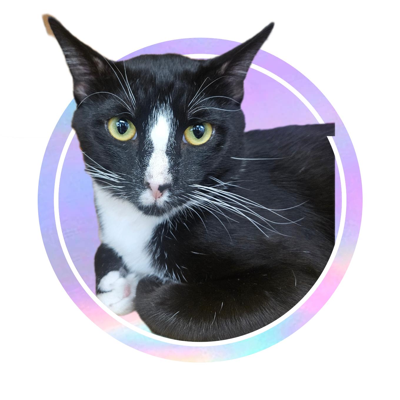 Enlarge Bowser Baller, a ADOPTABLE Tuxedo in Phoenix, AZ image 1/6