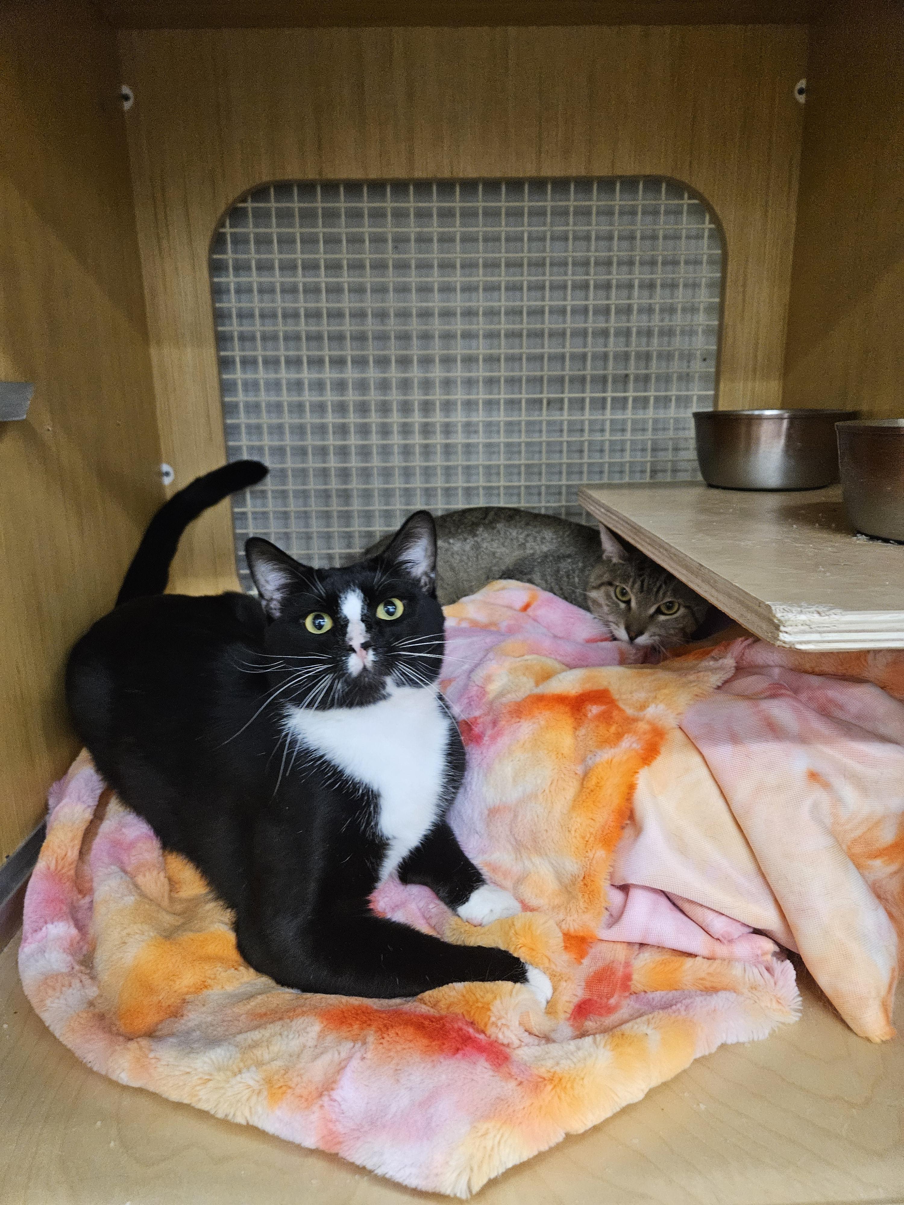 Enlarge Bowser Baller, a ADOPTABLE Tuxedo in Phoenix, AZ image 3/6
