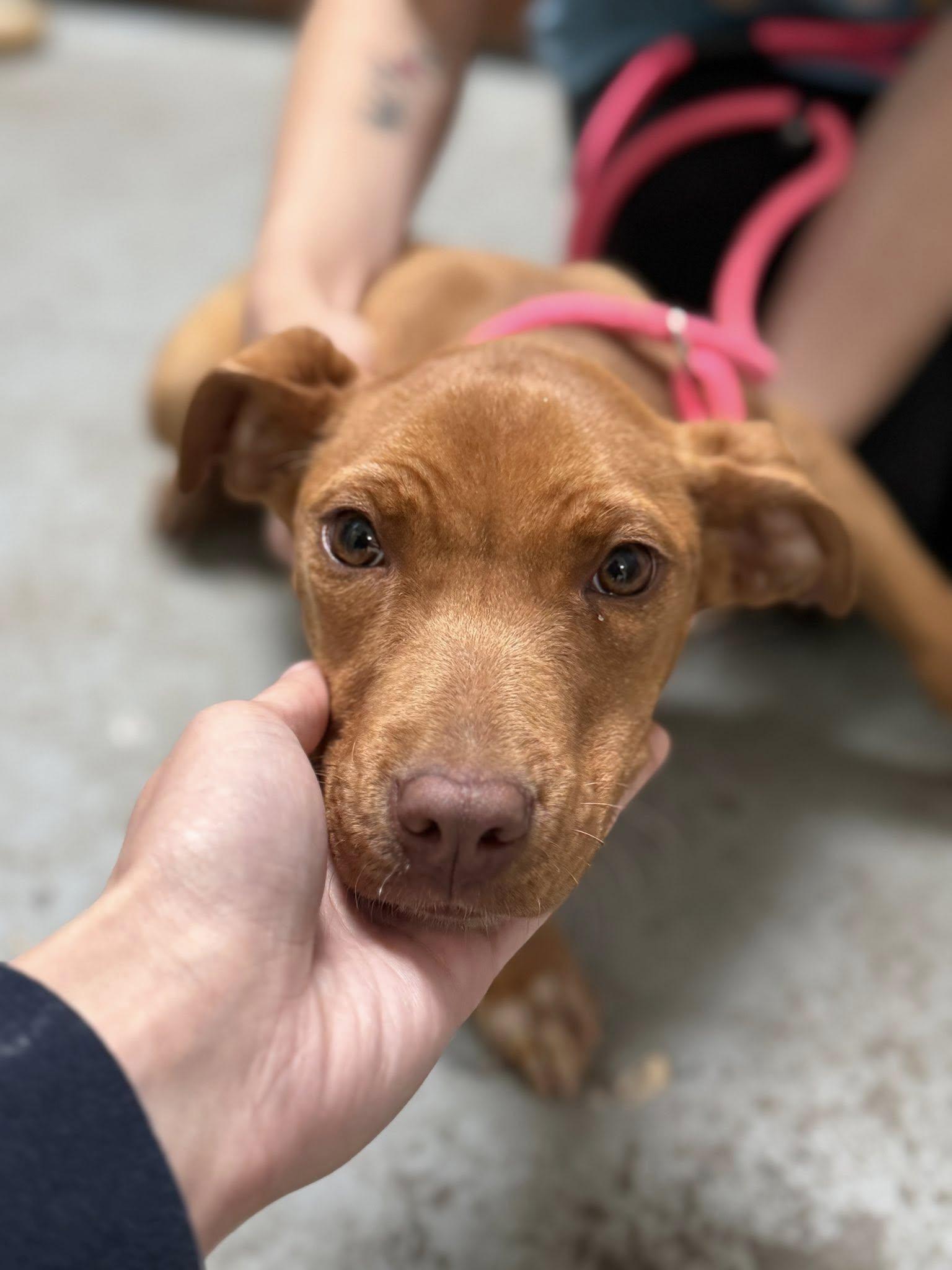 Lil Girl, Adoptable, Puppy Female Pit Bull Terrier.