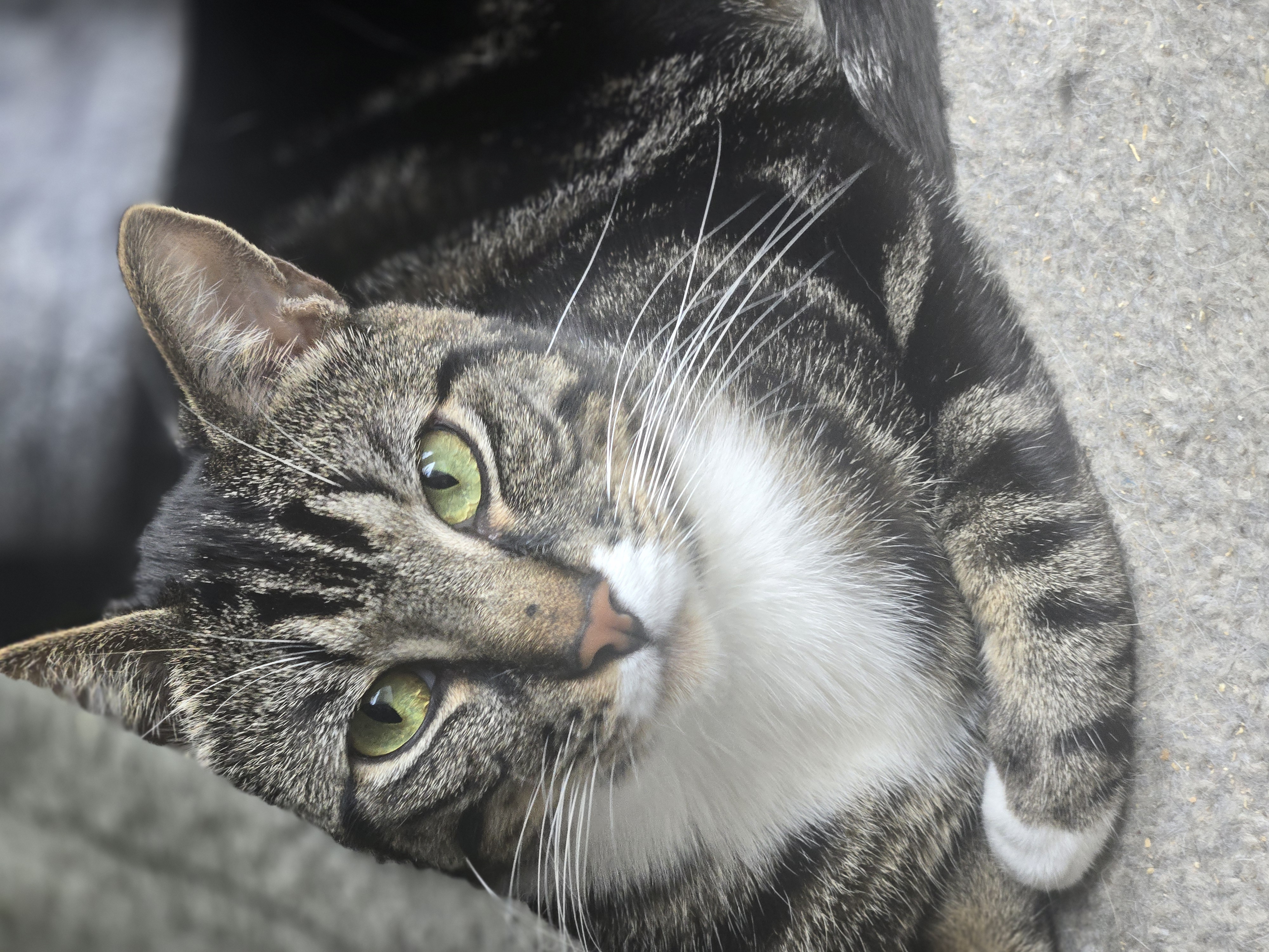 Lucas {GF}, Adoptable, Adult Male Tabby.