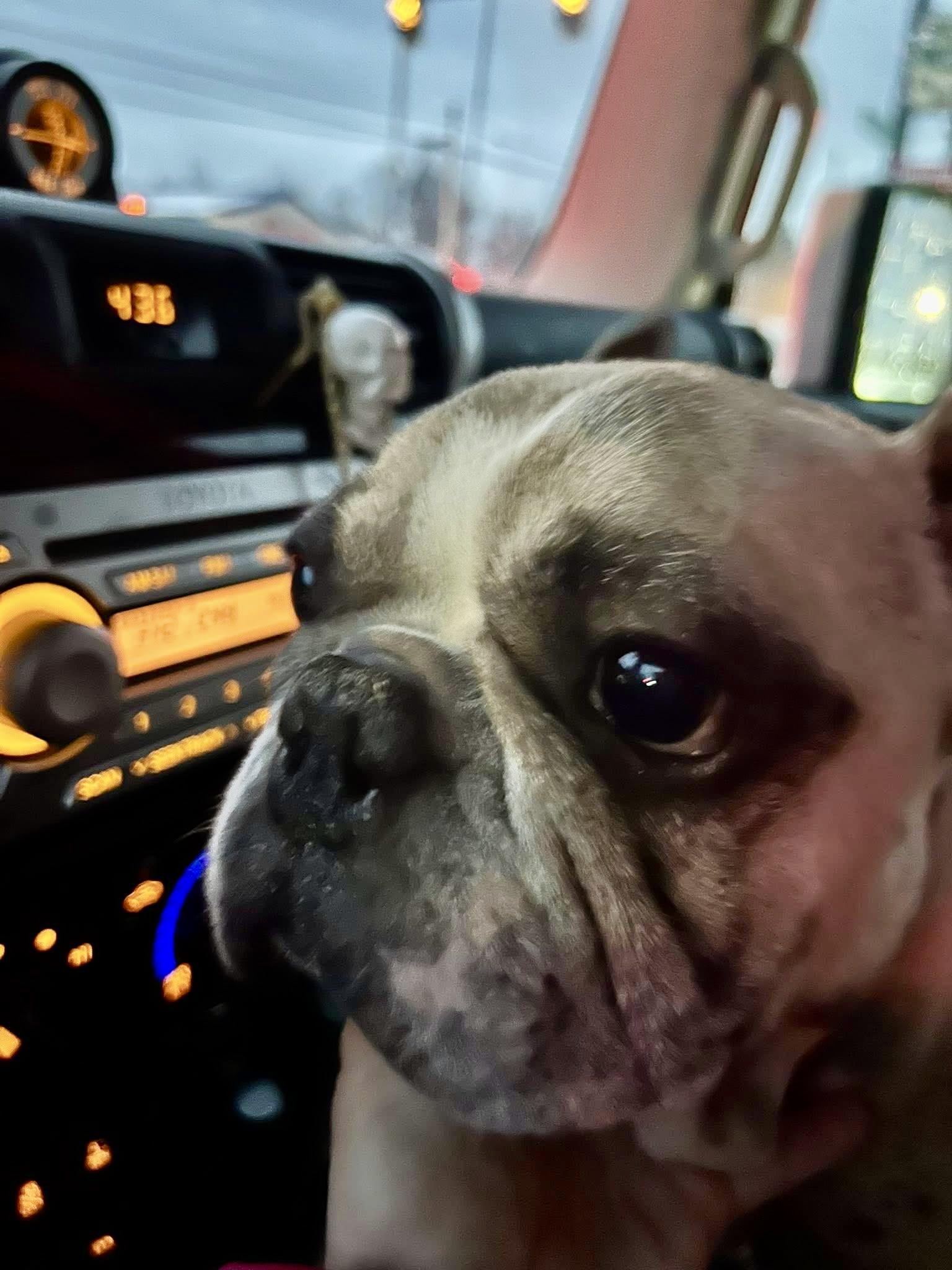 Enlarge Gucci-French bulldog, a ADOPTABLE French Bulldog in Torrington, CT image 4/5