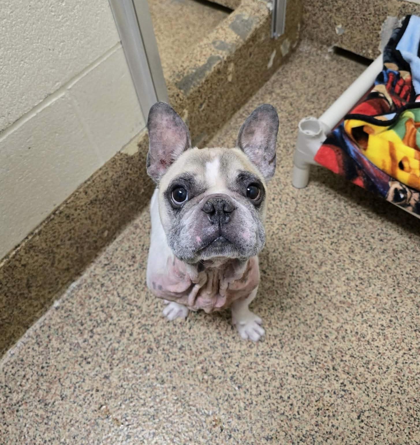 Enlarge Gucci-French bulldog, a ADOPTABLE French Bulldog in Torrington, CT image 5/5