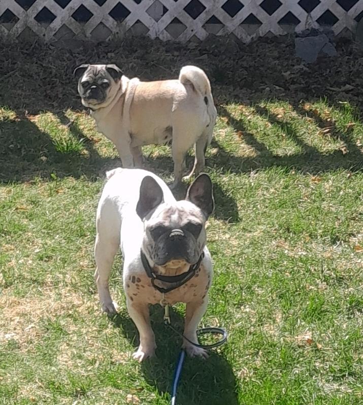 Enlarge Gucci-French bulldog, an adoptable French Bulldog in Torrington, CT image 5/5