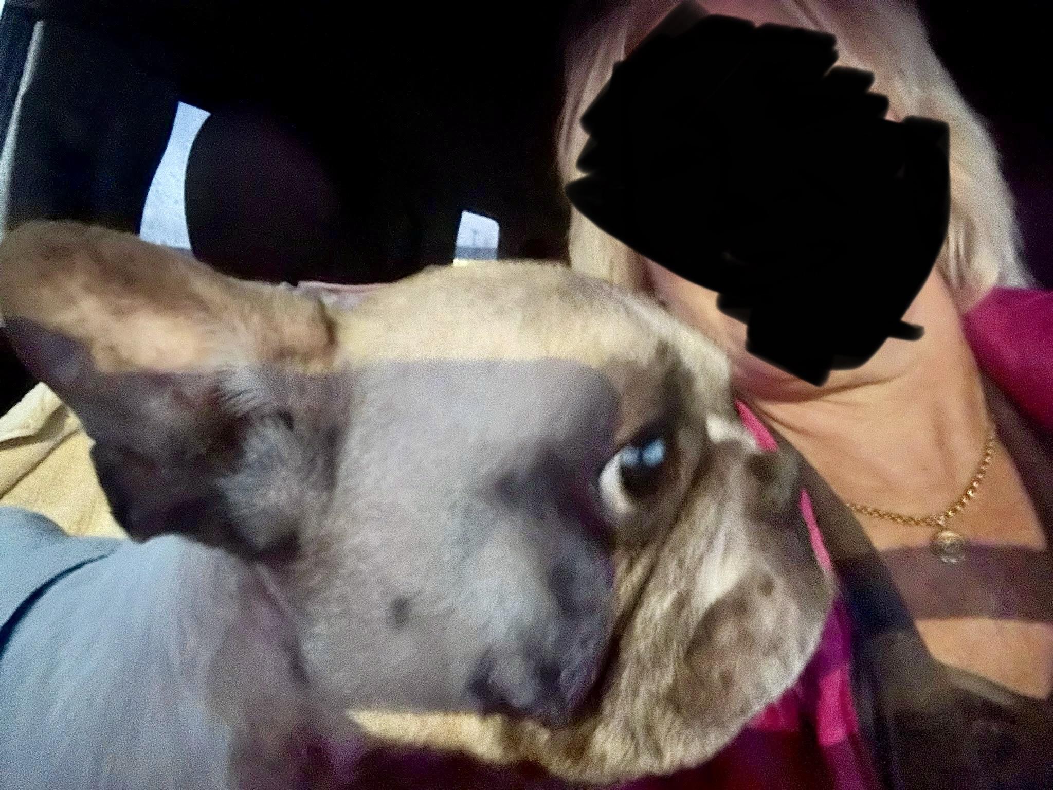 Enlarge Gucci-French bulldog, a ADOPTABLE French Bulldog in Torrington, CT image 3/5