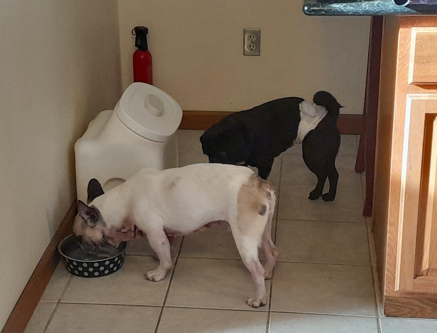 Enlarge Gucci-French bulldog, a ADOPTABLE French Bulldog in Torrington, CT image 2/5