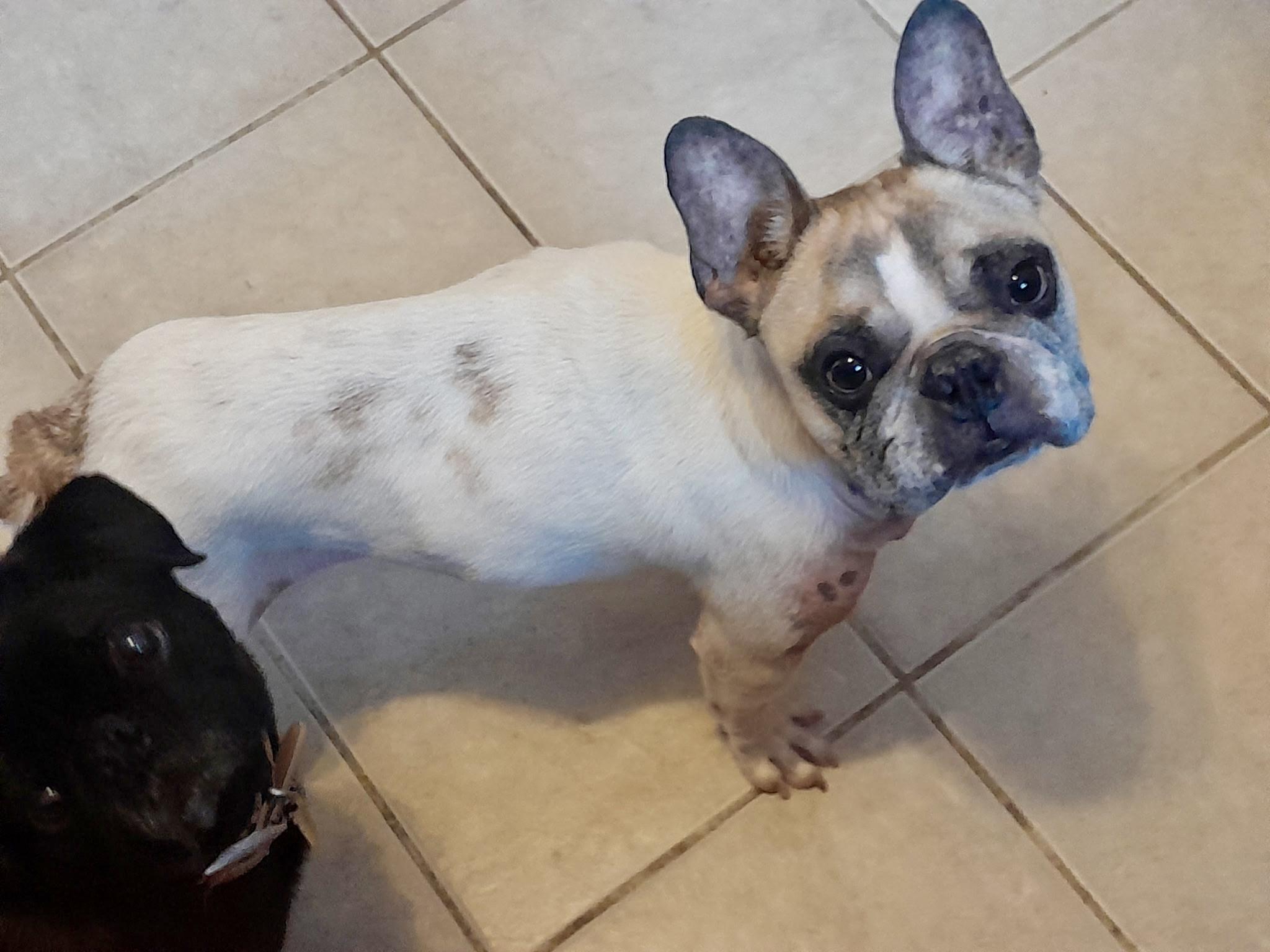 Enlarge Gucci-French bulldog, a ADOPTABLE French Bulldog in Torrington, CT image 1/5