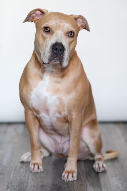 CLAY, Adoptable, Adult Male Staffordshire Bull Terrier.