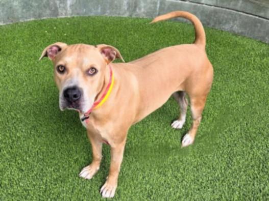 CLAY, Adoptable, Adult Male Staffordshire Bull Terrier.
