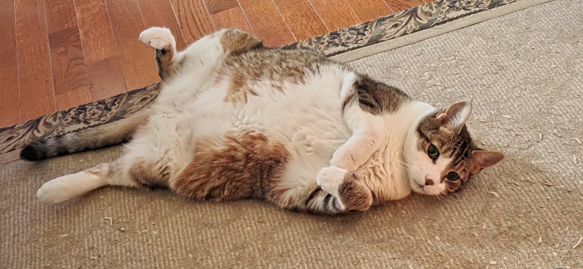 Enlarge Bandit- Courtesy Post, a Adoptable American Shorthair in Turnersville, NJ image 1/1