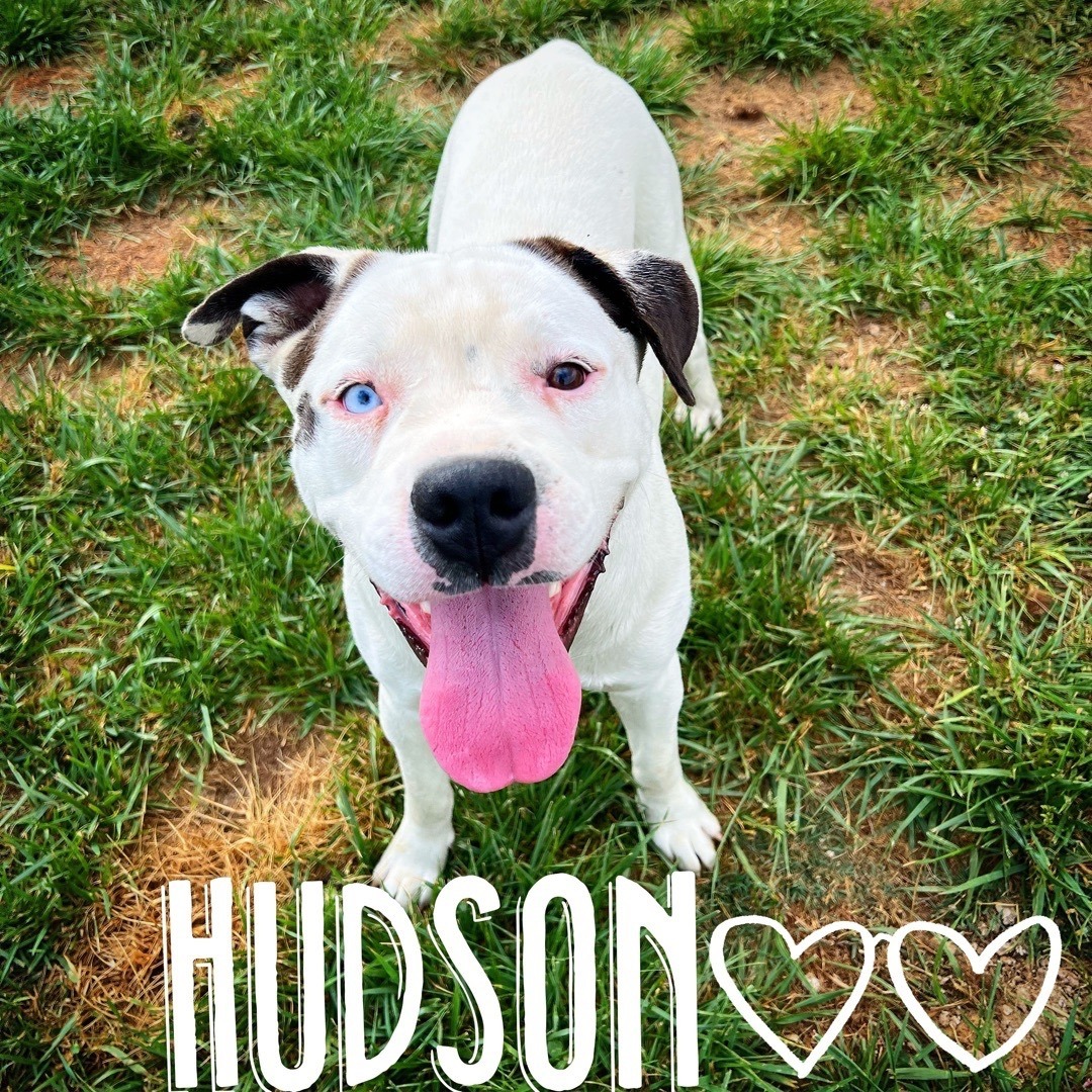 Enlarge Hudson, a Adoptable mixed breed in Dallas, GA image 1/1