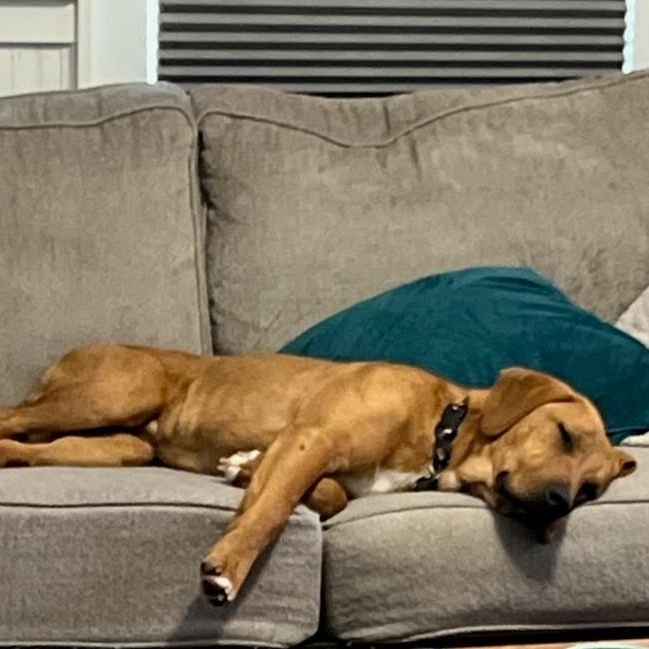 Enlarge Benson, a Adoptable mixed breed in Concord, NC image 6/6