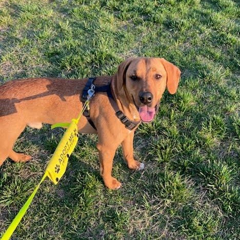 Enlarge Benson, a Adoptable mixed breed in Concord, NC image 2/6