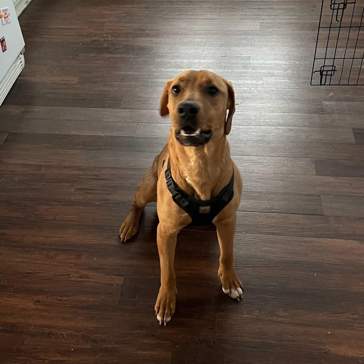 Enlarge Benson, a Adoptable mixed breed in Concord, NC image 5/6