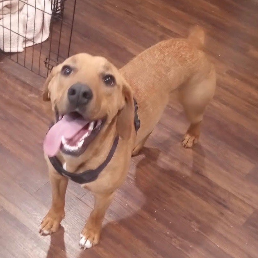 Enlarge Benson, a Adoptable mixed breed in Concord, NC image 3/6