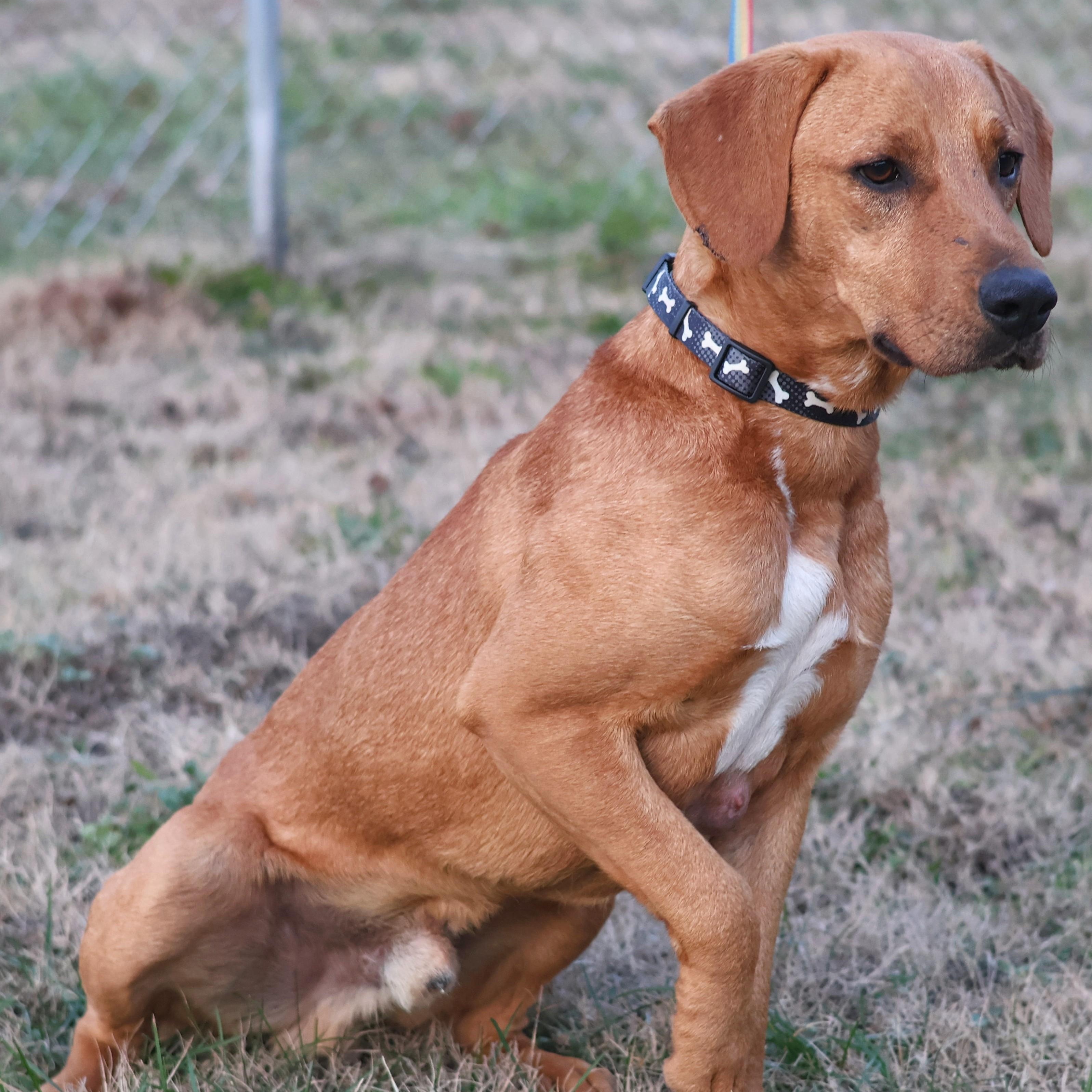 Enlarge Benson, a Adoptable mixed breed in Concord, NC image 1/6
