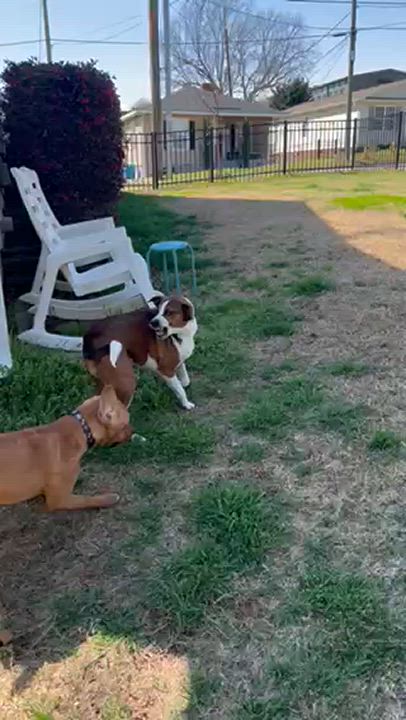 Enlarge Benson, a Adoptable mixed breed in Concord, NC video 4/6