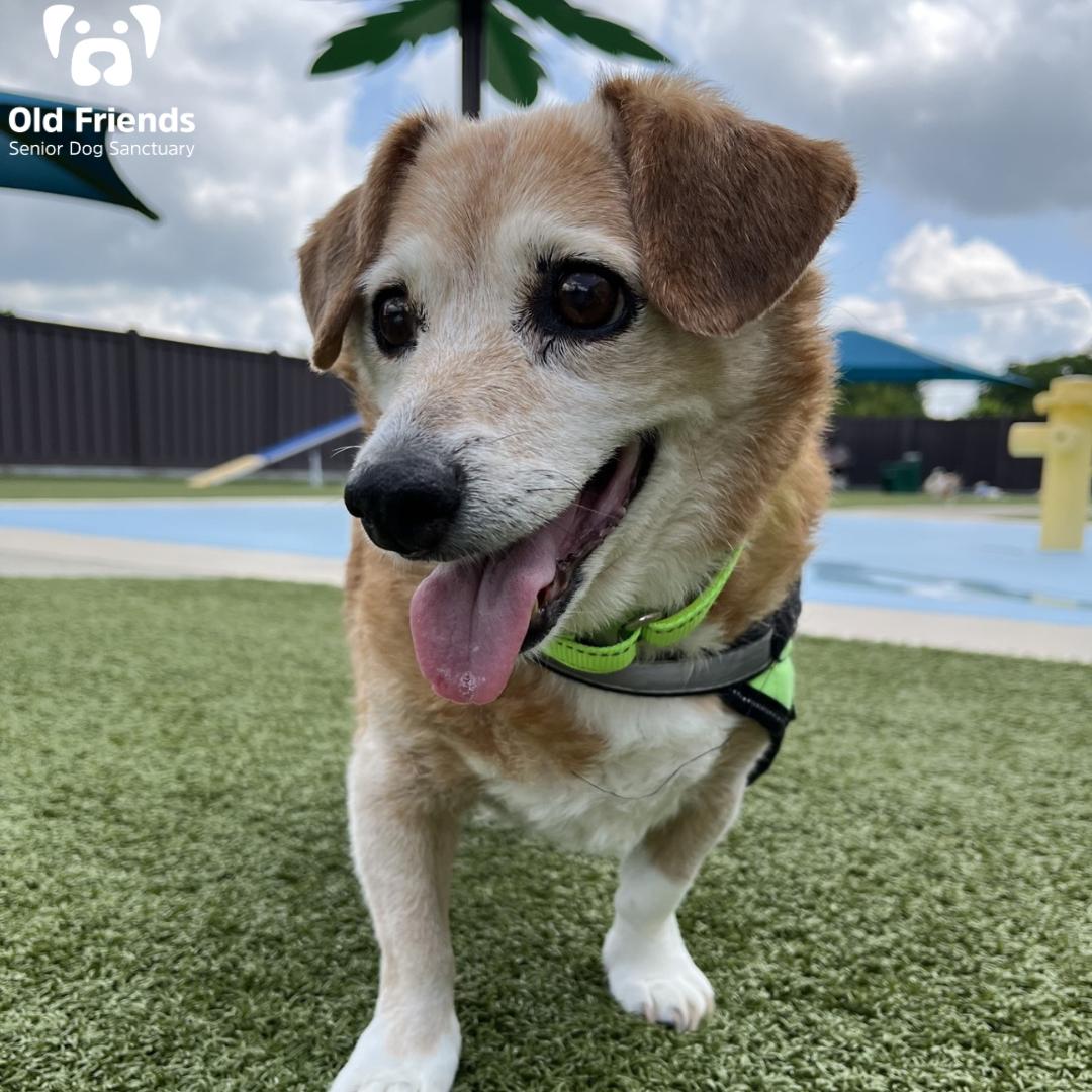 Rusty, Senior Male Jack Russell Terrier