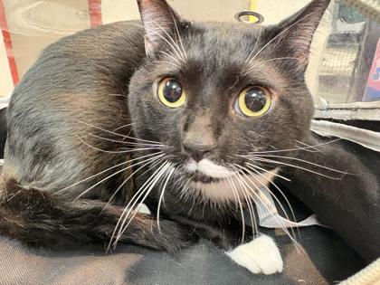 Gaspar, Adoptable, Adult Male Domestic Short Hair & Domestic Short Hair.